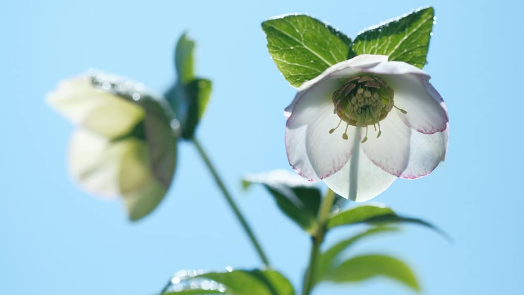 Weiße Christrose in Blüte