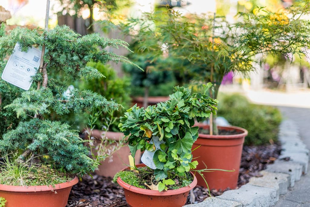 Kleine Bäumchen und Ginkgo in Töpfen im Verkaufsbereich