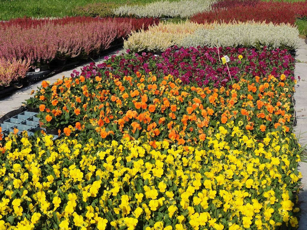 Bunte Stiefmütterchen-Beete in Gelb, Orange und Lila in der Gärtnerei