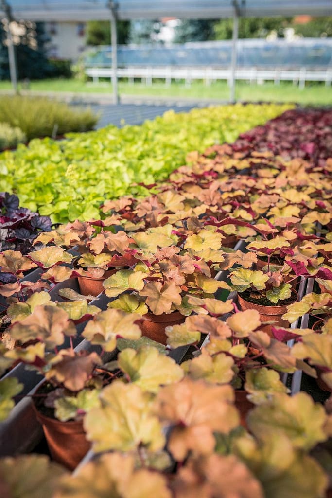 Heuchera-Pflanzen in Töpfen, Reihen in der Gärtnerei