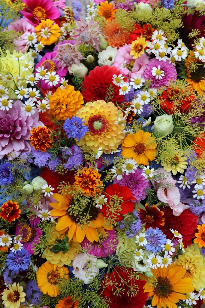 Buntes Trauergesteck mit Zinnien und Dahlien, Nahaufnahme