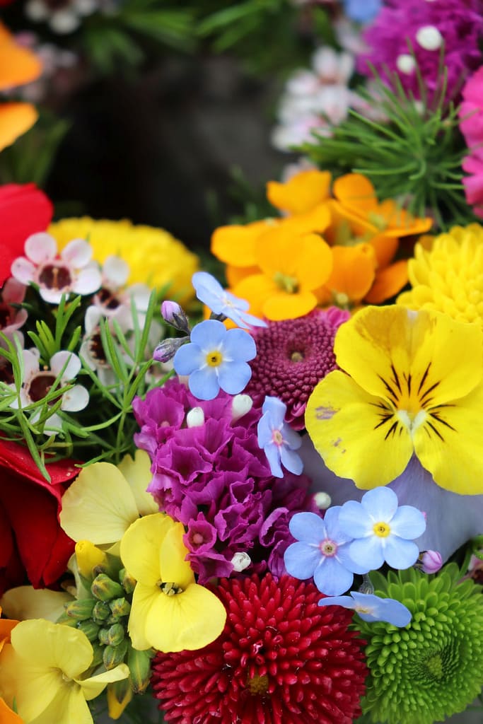 Bunte Blumenmischung mit Stiefmütterchen und Vergissmeinnicht, Nahaufnahme