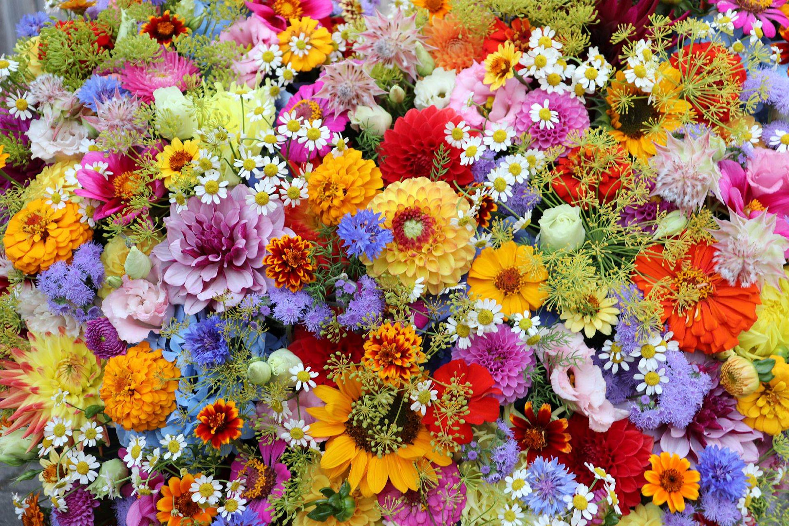 Bunte Blumen aus der Gärtnerei von Blumen Heck